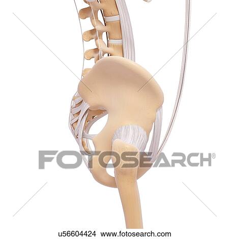 Stock Illustration - Human pelvic bones, artwork. Fotosearch