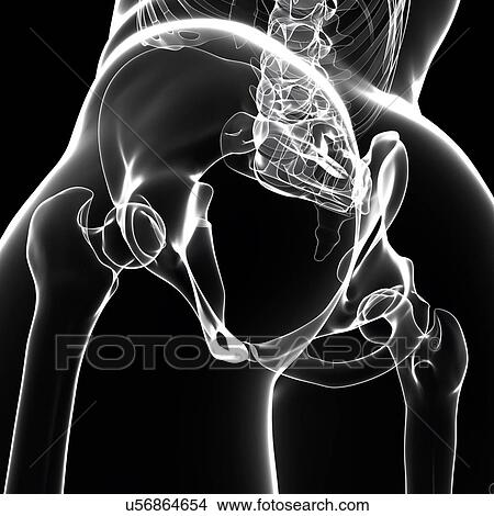 Human pelvic bones, artwork View Large Illustration Stock Illustration - Human pelvic bones, artwork. Fotosearch