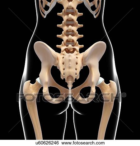Human pelvic bones, artwork View Large Illustration Stock Illustration - Human pelvic bones, artwork. Fotosearch