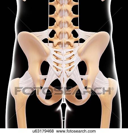 Human pelvic bones, artwork View Large Illustration Stock Illustration - Human pelvic bones, artwork. Fotosearch