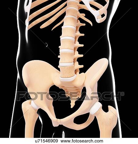 Stock Illustration - Human pelvic bones, artwork. Fotosearch