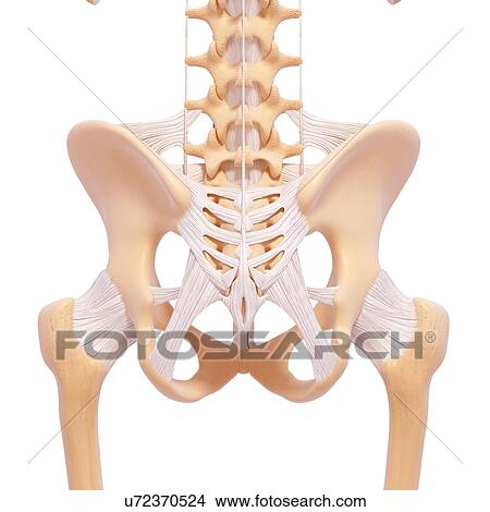 Human pelvic bones, artwork View Large Illustration Stock Illustration - Human pelvic bones, artwork. Fotosearch