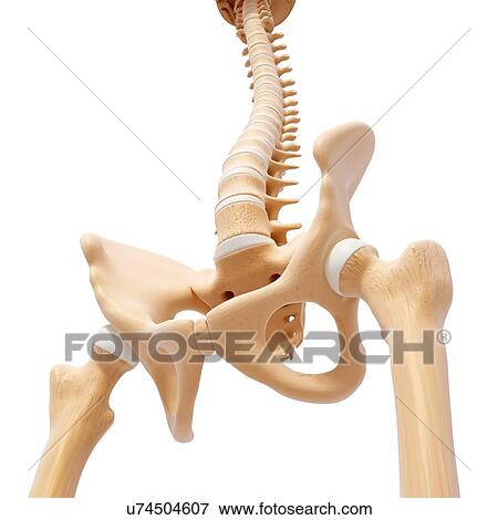 Stock Illustration - Human pelvic bones, artwork. Fotosearch