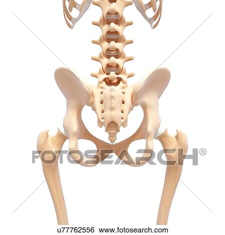 Human pelvic bones, artwork View Large Illustration Stock Illustration - Human pelvic bones, artwork. Fotosearch