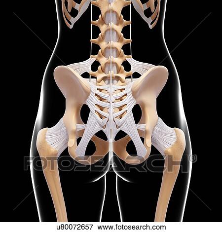 Human pelvic bones, artwork View Large Illustration Stock Illustration - Human pelvic bones, artwork. Fotosearch