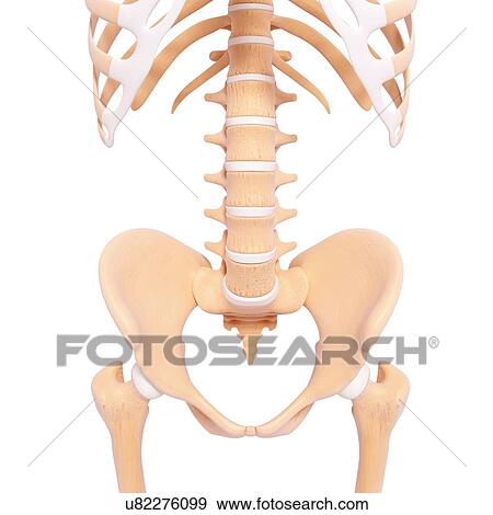 Stock Illustration - Human pelvic bones, artwork. Fotosearch