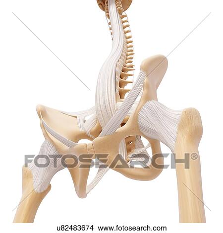 Stock Illustration - Human pelvic bones, artwork. Fotosearch