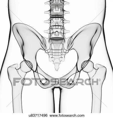 Stock Illustration - Human pelvic bones, artwork. Fotosearch