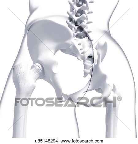 Human pelvic bones, artwork View Large Illustration Stock Illustration - Human pelvic bones, artwork. Fotosearch