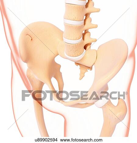 Stock Illustration - Human pelvic bones, artwork. Fotosearch