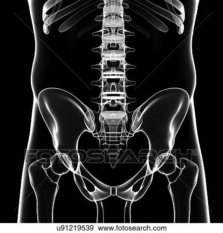 Stock Illustration - Human pelvic bones, artwork. Fotosearch