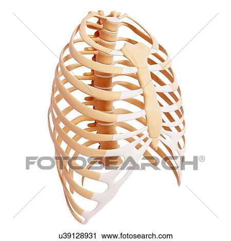 Clip Art - Human ribcage, artwork. Fotosearch
