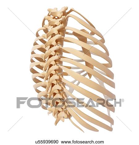 Clipart - Human ribcage, artwork. Fotosearch