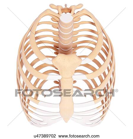 Human ribcage, artwork View Large Illustration Drawing - Human ribcage, artwork. Fotosearch