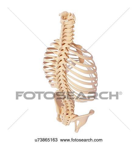 Drawing - Human ribcage, artwork. Fotosearch