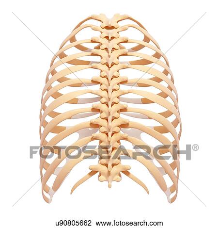 Human ribcage, artwork View Large Illustration Drawing - Human ribcage, artwork. Fotosearch