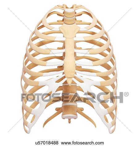 Stock Illustration - Human ribcage, artwork. Fotosearch