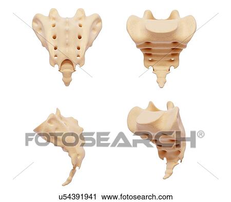 Clip Art - Human sacrum, artwork. Fotosearch