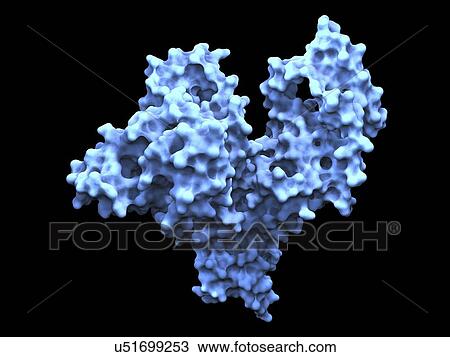 Human serum albumin molecule View Large Illustration Drawing - Human serum albumin molecule. Fotosearch