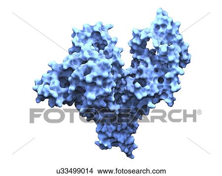 Human serum albumin molecule View Large Illustration Stock Illustration - Human serum albumin molecule. Fotosearch