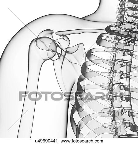 Clip Art - Human shoulder bones, artwork. Fotosearch