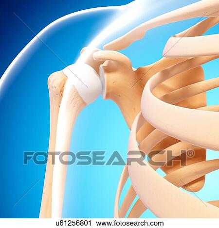 Human shoulder bones, artwork View Large Illustration Clip Art - Human shoulder bones, artwork. Fotosearch