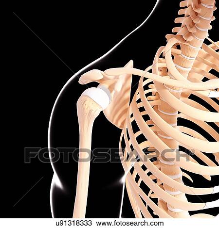 Human shoulder bones, artwork View Large Illustration Drawing - Human shoulder bones, artwork. Fotosearch