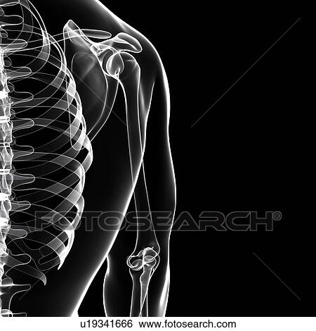 Human shoulder bones, artwork View Large Illustration Stock Illustration - Human shoulder bones, artwork. Fotosearch