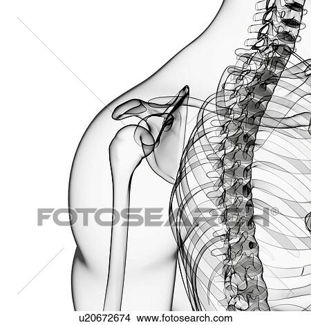Human shoulder bones, artwork View Large Illustration Stock Illustration - Human shoulder bones, artwork. Fotosearch