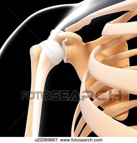 Human shoulder bones, artwork View Large Illustration Stock Illustration - Human shoulder bones, artwork. Fotosearch