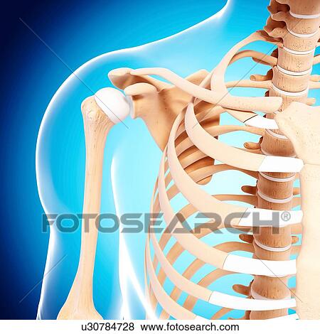 Human shoulder bones, artwork View Large Illustration Stock Illustration - Human shoulder bones, artwork. Fotosearch
