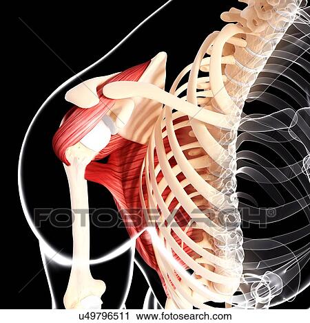 Human shoulder musculature, artwork View Large Illustration Clip Art - Human shoulder musculature, artwork. Fotosearch