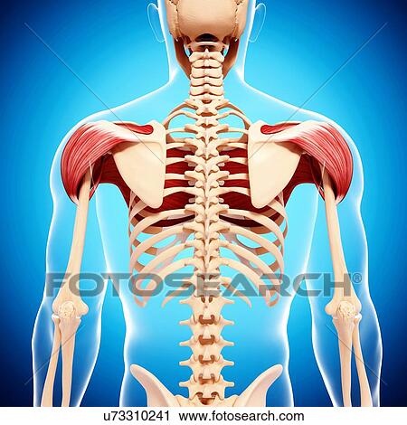 Human shoulder musculature, artwork View Large Illustration Clip Art - Human shoulder musculature, artwork. Fotosearch