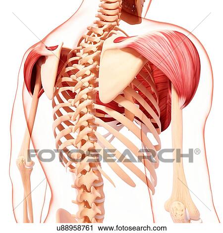 Human shoulder musculature, artwork View Large Illustration Clip Art - Human shoulder musculature, artwork. Fotosearch