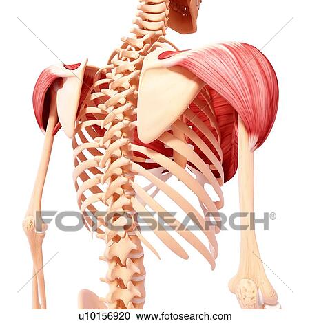 Human shoulder musculature, artwork View Large Illustration Clipart - Human shoulder musculature, artwork. Fotosearch