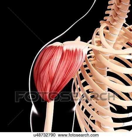 Human shoulder musculature, artwork View Large Illustration Clipart - Human shoulder musculature, artwork. Fotosearch