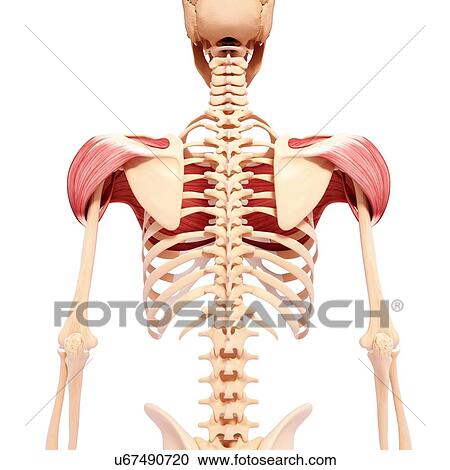 Clipart - Human shoulder musculature, artwork. Fotosearch