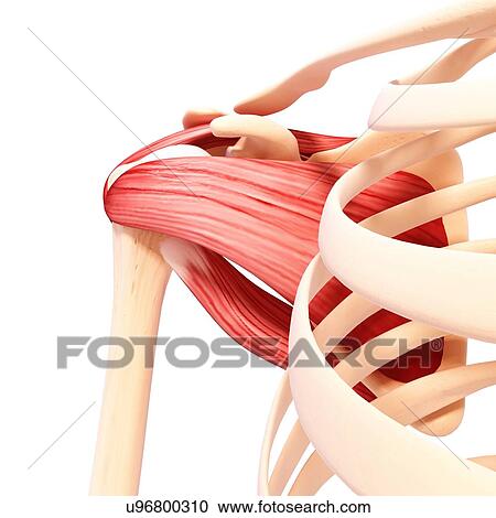 Human shoulder musculature, artwork View Large Illustration Clipart - Human shoulder musculature, artwork. Fotosearch