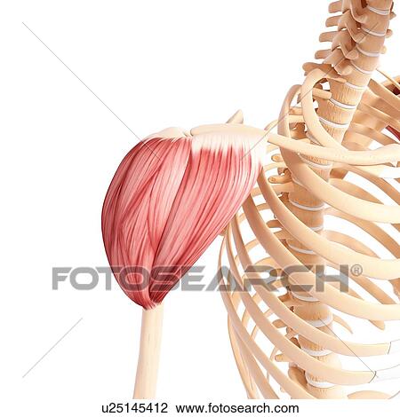 Human shoulder musculature, artwork View Large Illustration Drawing - Human shoulder musculature, artwork. Fotosearch