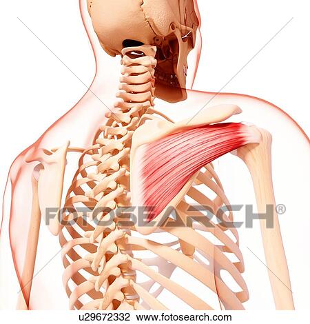 Human shoulder musculature, artwork View Large Illustration Drawing - Human shoulder musculature, artwork. Fotosearch