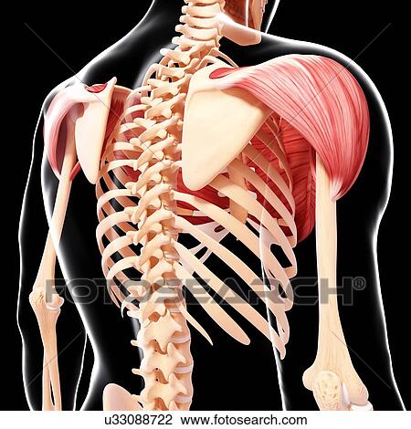 Human shoulder musculature, artwork View Large Illustration Drawing - Human shoulder musculature, artwork. Fotosearch