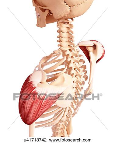 Drawing - Human shoulder musculature, artwork. Fotosearch
