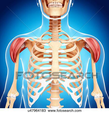Drawing - Human shoulder musculature, artwork. Fotosearch