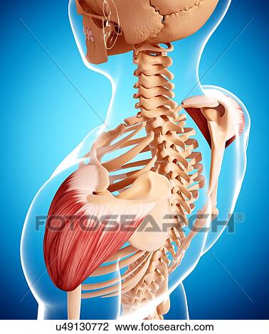 Human shoulder musculature, artwork View Large Illustration Drawing - Human shoulder musculature, artwork. Fotosearch