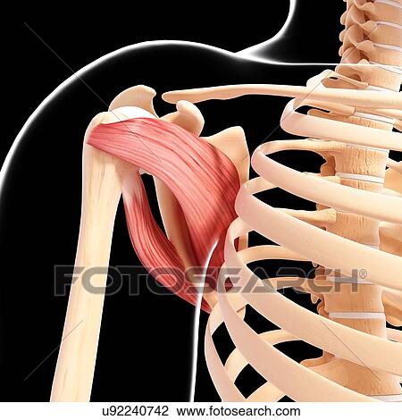 Human shoulder musculature, artwork View Large Illustration Drawing - Human shoulder musculature, artwork. Fotosearch