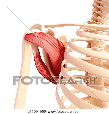 Stock Illustration - Human shoulder musculature, artwork. Fotosearch