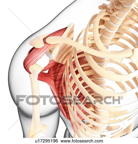 Human shoulder musculature, artwork View Large Illustration Stock Illustration - Human shoulder musculature, artwork. Fotosearch
