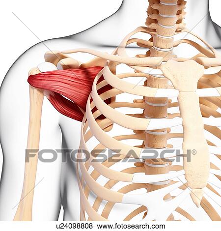 Human shoulder musculature, artwork View Large Illustration Stock Illustration - Human shoulder musculature, artwork. Fotosearch