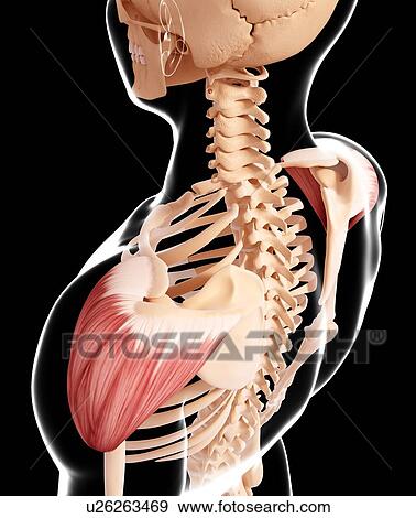 Human shoulder musculature, artwork View Large Illustration Stock Illustration - Human shoulder musculature, artwork. Fotosearch