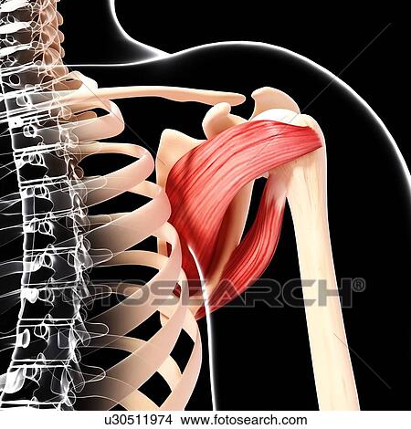 Human shoulder musculature, artwork View Large Illustration Stock Illustration - Human shoulder musculature, artwork. Fotosearch